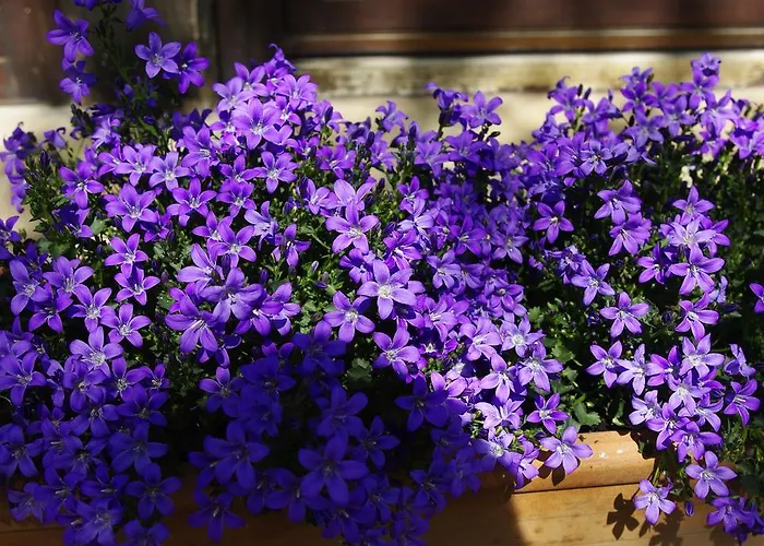 Agriturismo Serena *