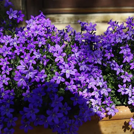 Agriturismo Serena *